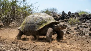 Galapagos giant tortoise in natural habitat showing wildlife found with Ecuador and Galapagos local travel tips